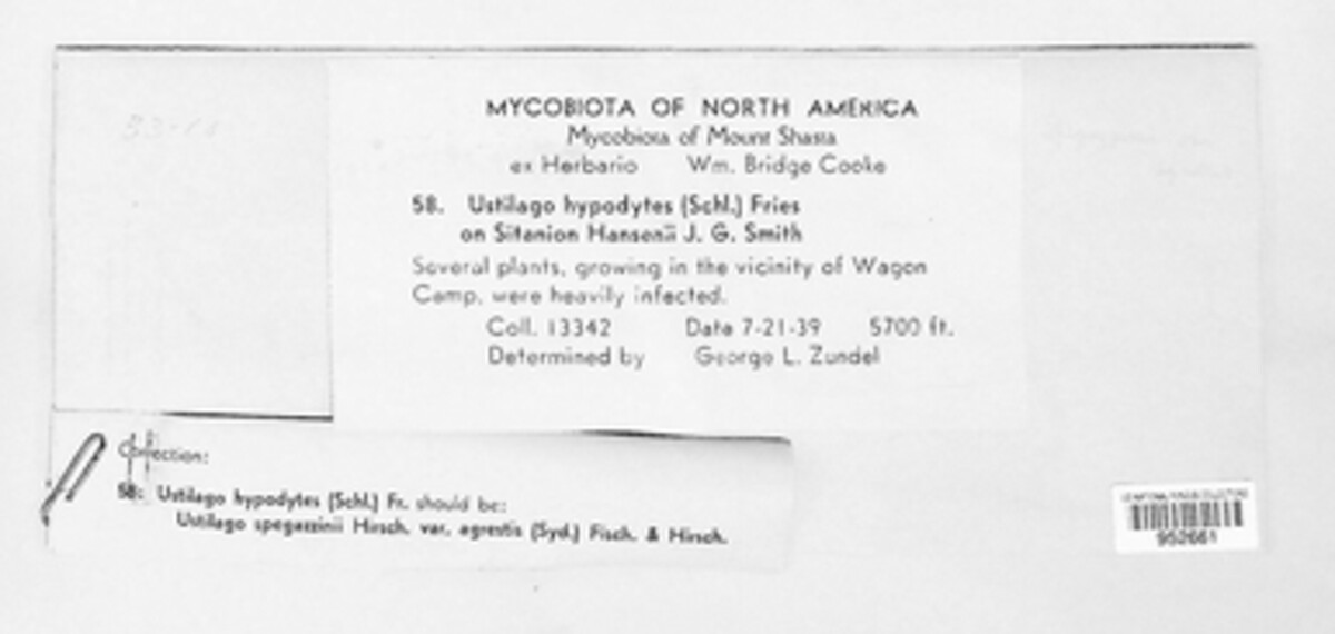 Ustilago spegazzinii var. agrestis image